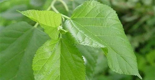 防治猪病有妙招 16种天然植物树叶与提取物助力健康养殖