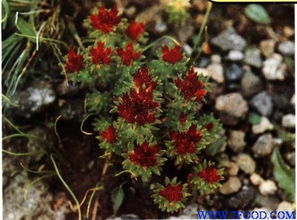 植物提取物红景天提取物供应信息精选