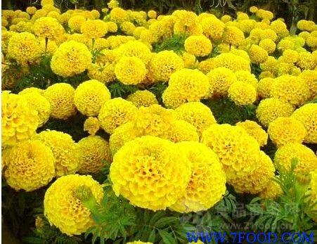 叶黄素10万寿菊提取物源头工厂 优质植物提取物的价格与市场价值解析