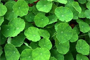 秦岚直言“上镜女星其实都不好看”，植物提取物揭示镜头下的审美扭曲