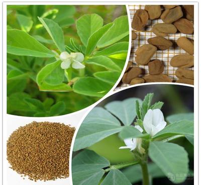 葫芦巴提取物厂家直销——天然香料优选，源自中国西安斯诺特