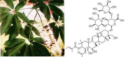 娑罗子提取物 天然香料与七叶皂苷的多功能应用